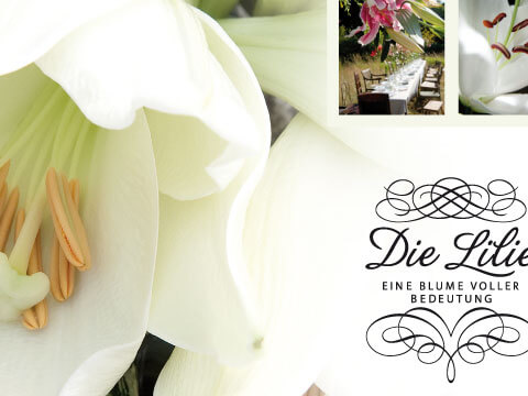 Blumenbüro Holland - Mailing